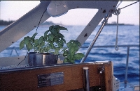 Chioggia - Rovigno (Rovinj)