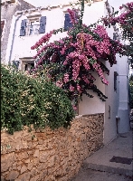 Asinello (Ilovik) - Lussinpiccolo (Mali Losinj)