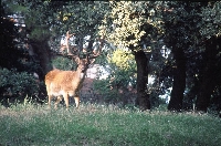 Pola (Pula) - Brioni (Brijuni)
