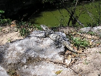 Chichén Itzà - Iguana (Iguana iguana)