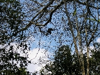 Calakmul - Mono aullador Negro (Alouatta pigra)