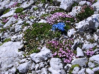 Pale di San Martino