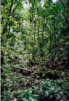 La Selva