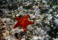 Estrella de Mar