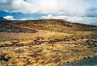 Vicuñas (Vicugna vicugna)