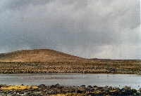 Flamenco andino o Parihuana (Phoenicopterus andinus)