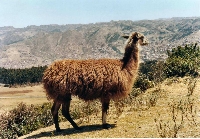 Llama (Lama glama)