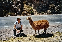 Llama (Lama glama)