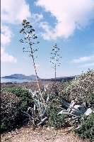 Isola dell'Asinara