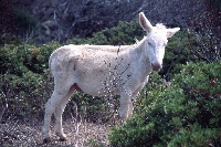 Isola dell'Asinara