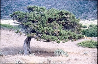 Isola dell'Asinara